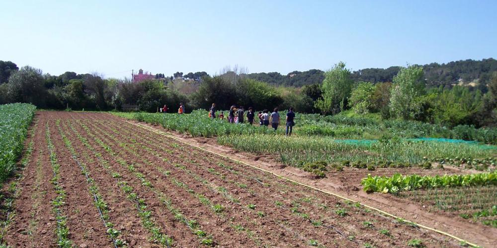 生态农业活动、气味馥郁的植物、可再生能源。 – © Hort de la Sínia