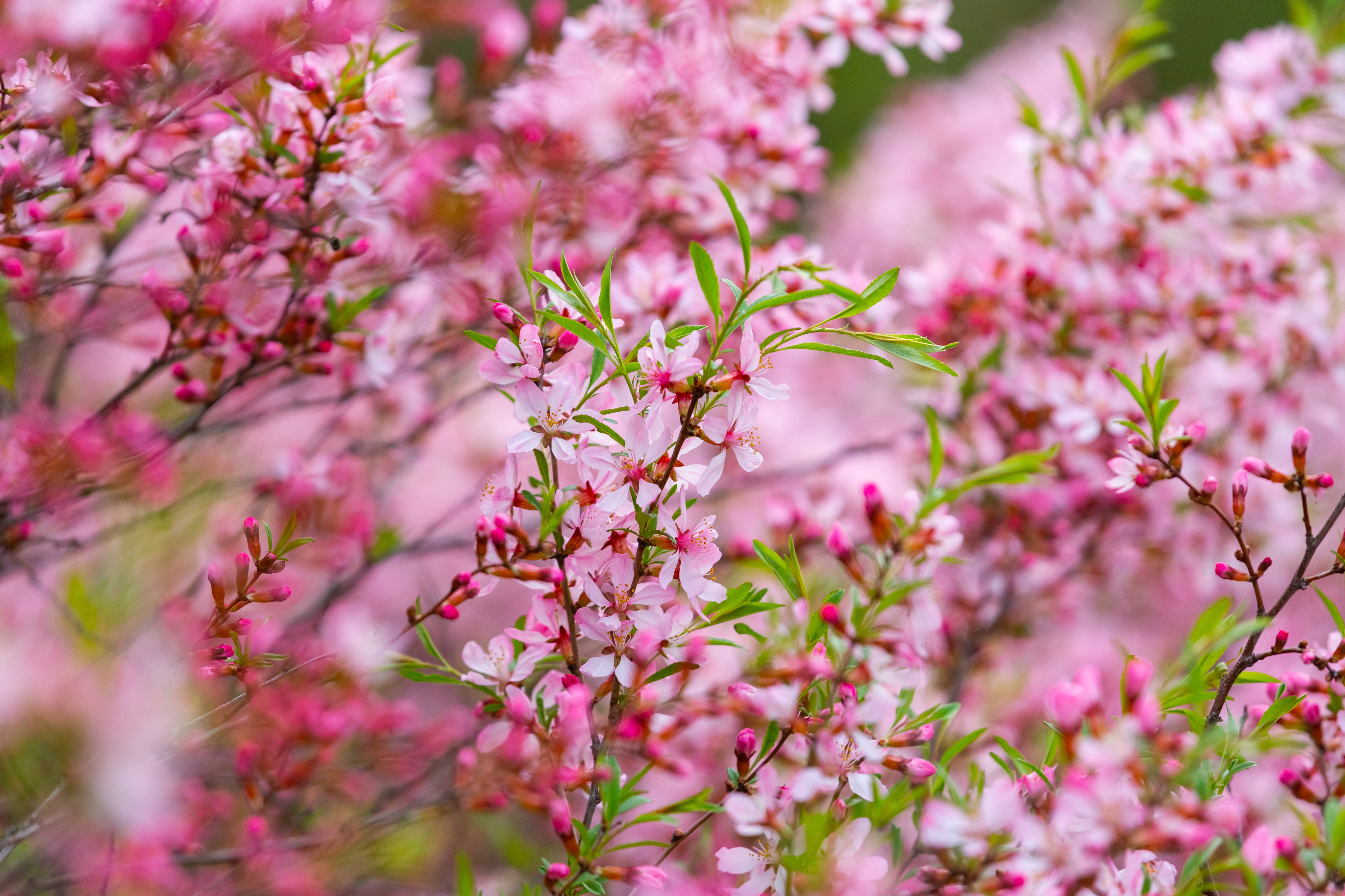 Russian almond flowers © Inna Giliarova / Shutterstock