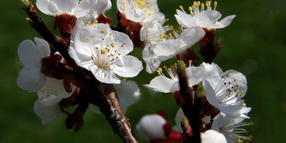 Apricot tree blossoms mark the beginning of spring and the tourism season. – © Othmar Bramberger / Donau NÖ Apricot tree blossoms mark the beginning of spring and the tourism season. – © Othmar Bramberger / Donau NÖ