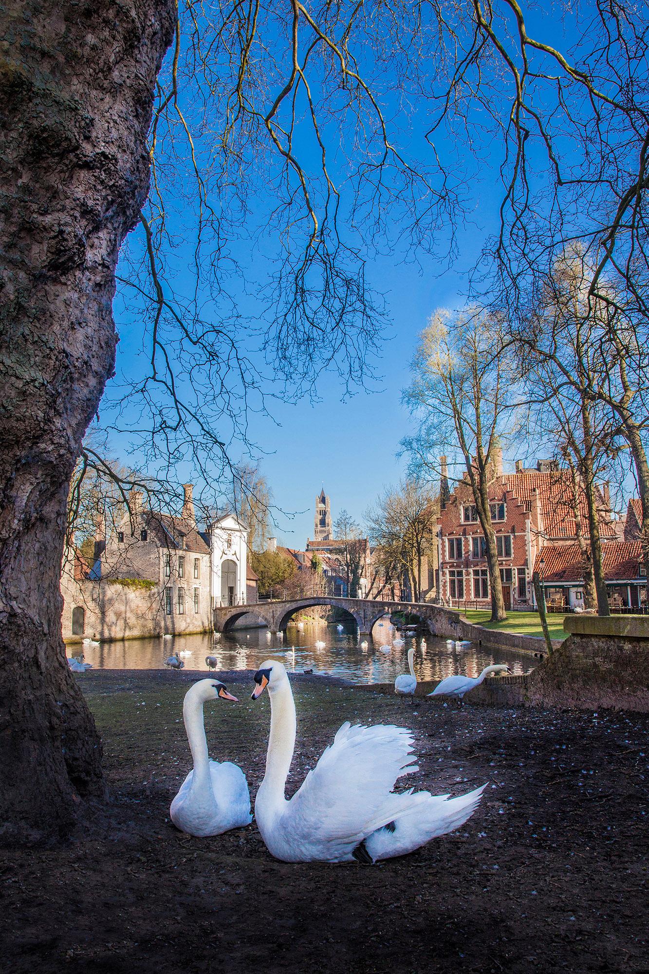 Swans at the beguinage “Ten Wijngaarde”. – © Jan D'Hondt / VisitBruges