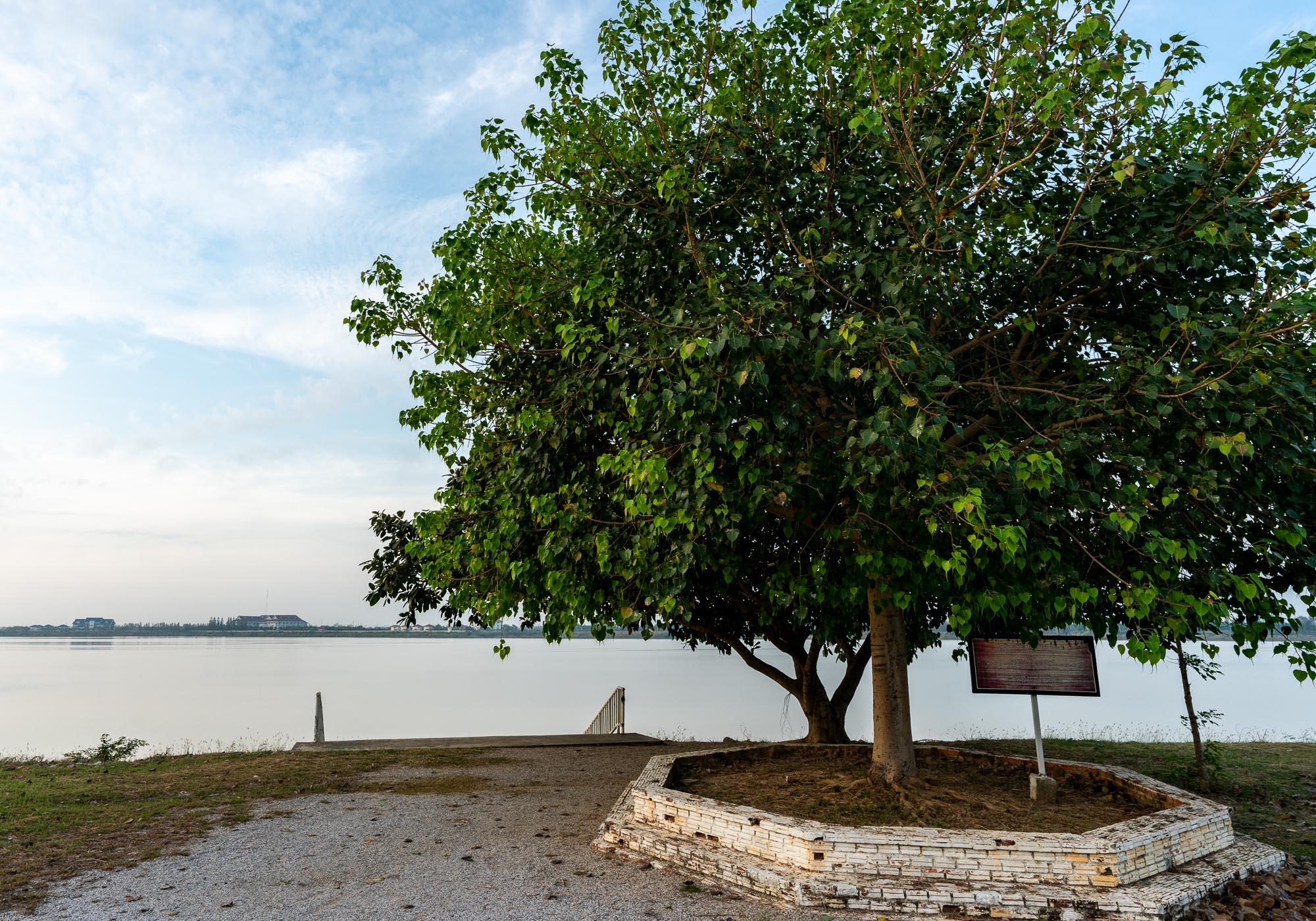 The Bodhi tree on the tip of the island, which was planted from a cutting of the Mahabodhi Tree in Bodh Gaya in India. – © Michael Turtle