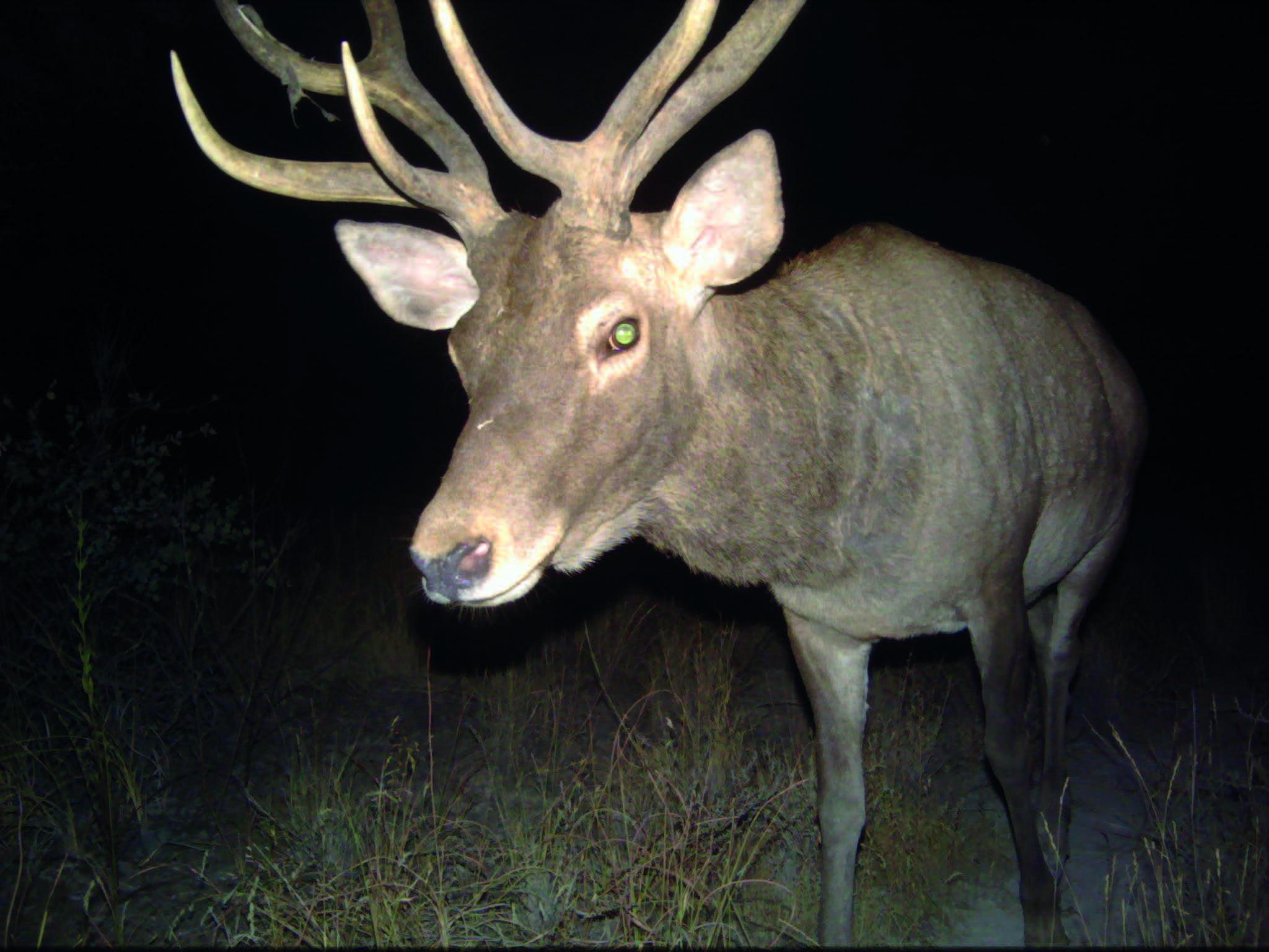 A Bactrian deer caught by a camera trap at night