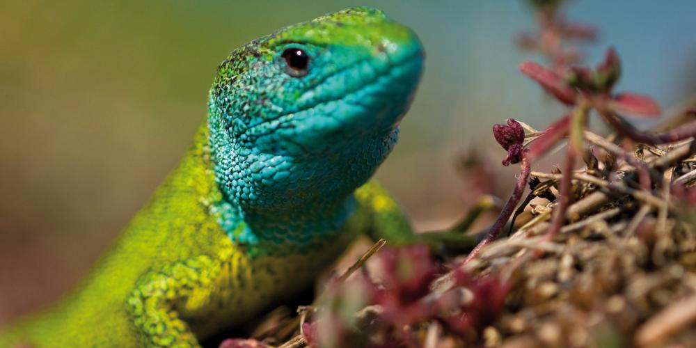 Many endangered species prosper in the different habitats of Wachau's cultural landscape. – © Markus Haslinger Many endangered species prosper in the different habitats of Wachau's cultural landscape. – © Markus Haslinger
