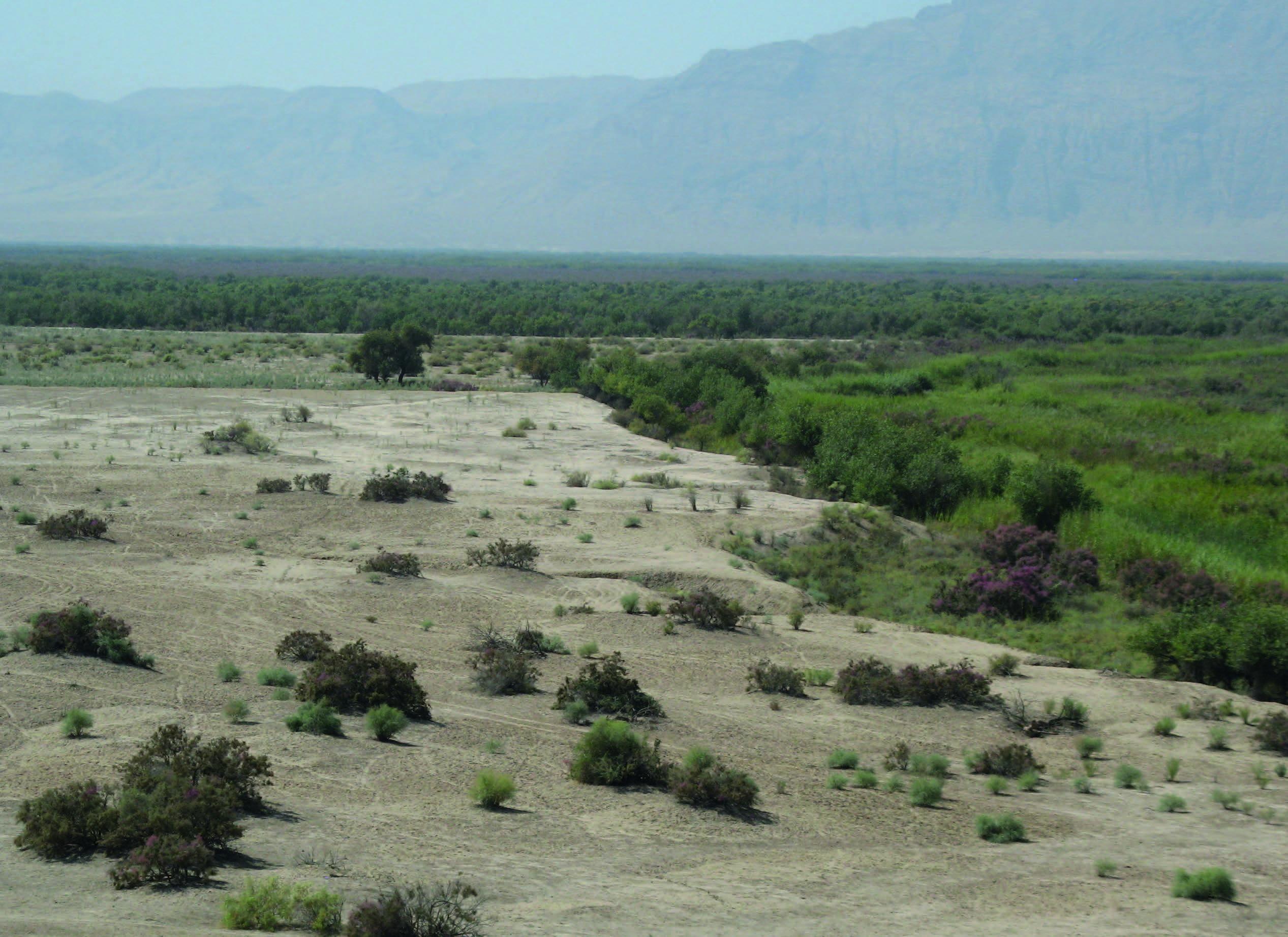 The border between tugay and meadow vegetation on the floodplain and semi-savanna on the over-floodplain terrace – © A. Butorin