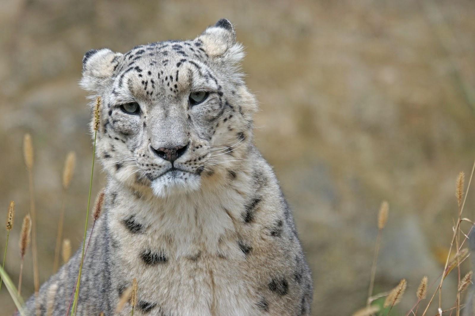 Endangered Snow Leopard © Pixabay / Pexels
