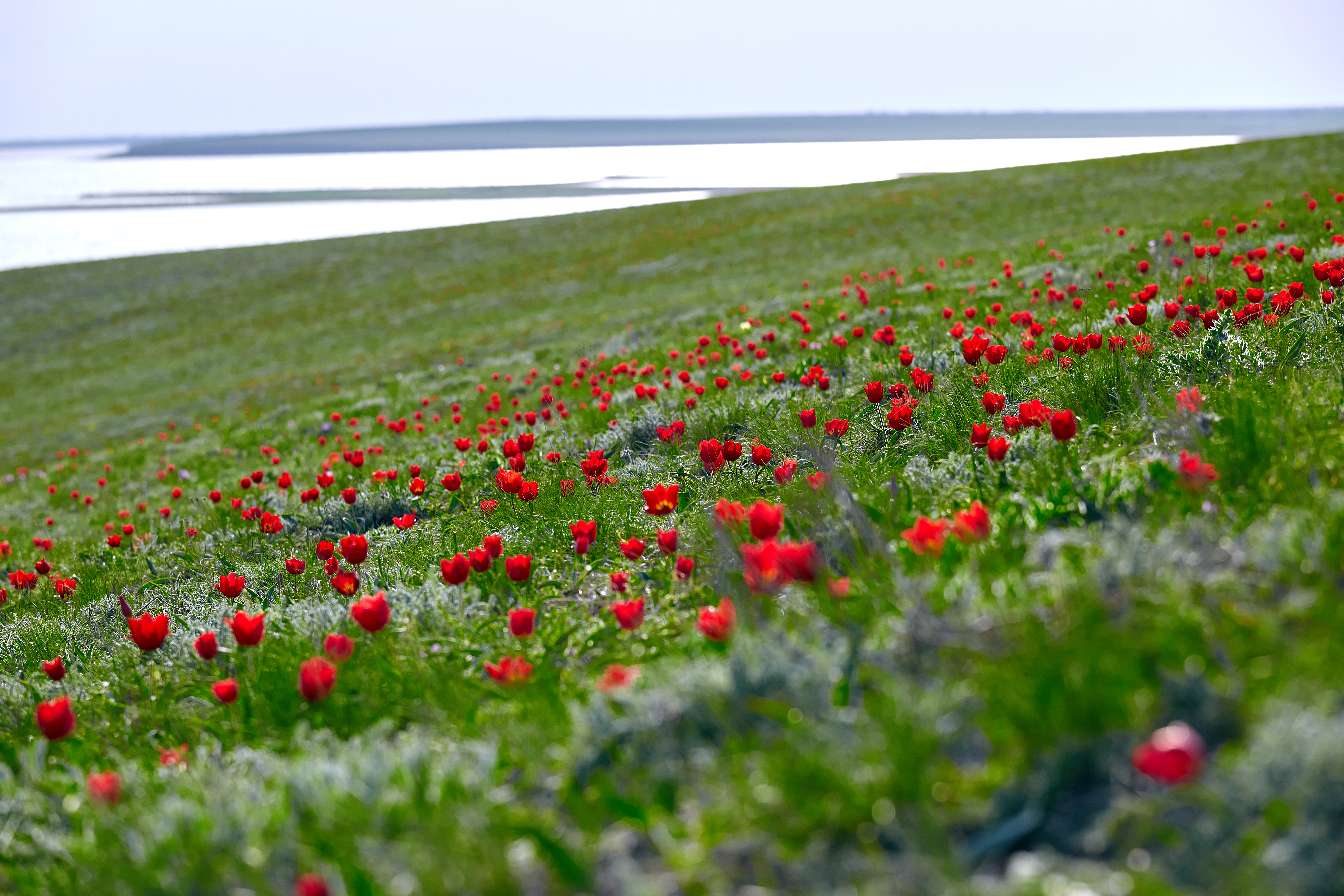 Schrenk tulips on grass hill – © Evgeniyqw / Shutterstock Schrenk tulips on grass hill – © Evgeniyqw / Shutterstock