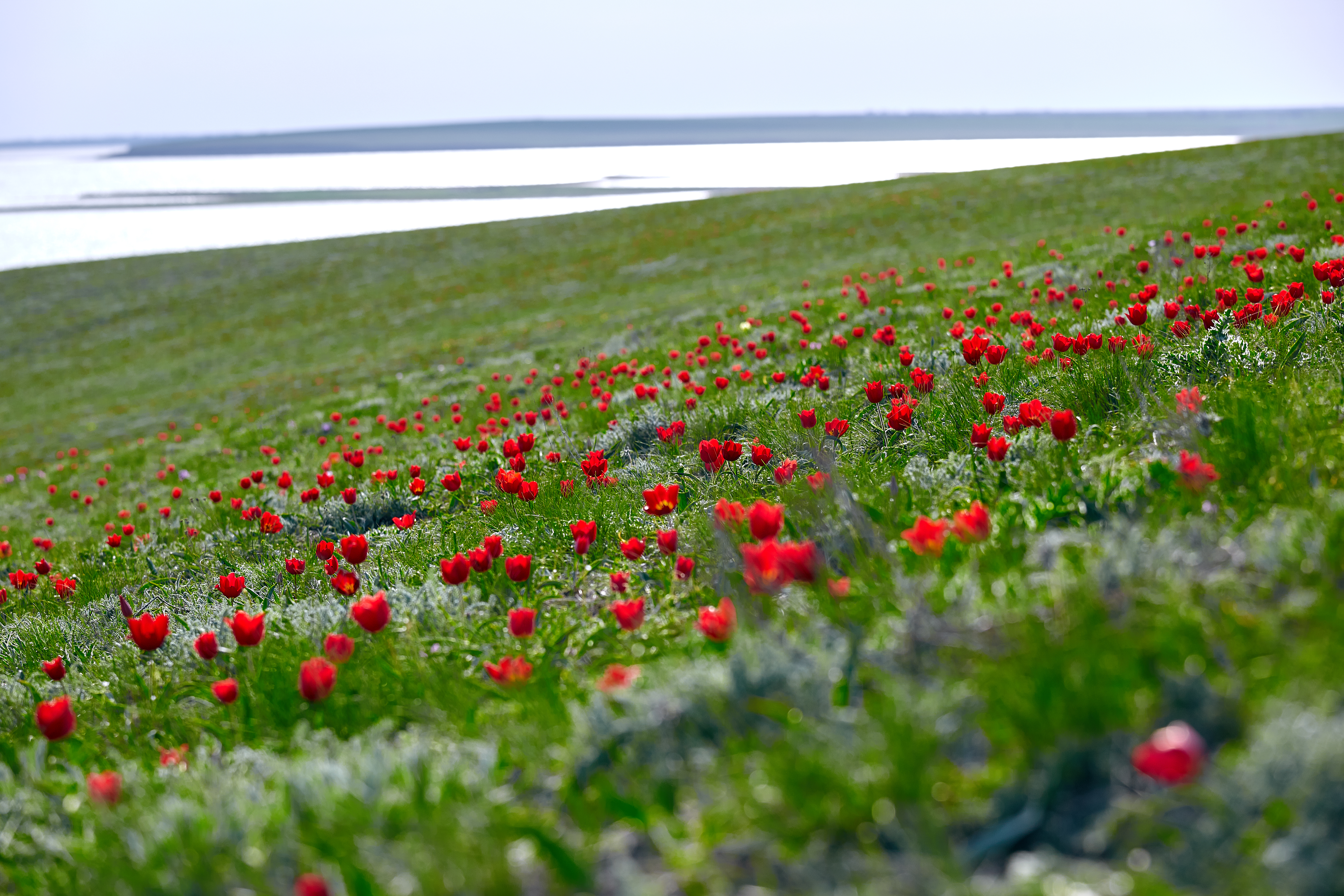Schrenk tulips on grass hill
