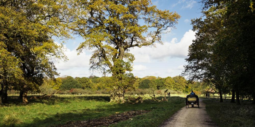 Christian V’s Oak is said to be the spot where the King was seriously wounded during a par force hunt. The injury led to his death a year later. – © Sune Magyar / Parforcejagtlandskabet i Nordsjælland