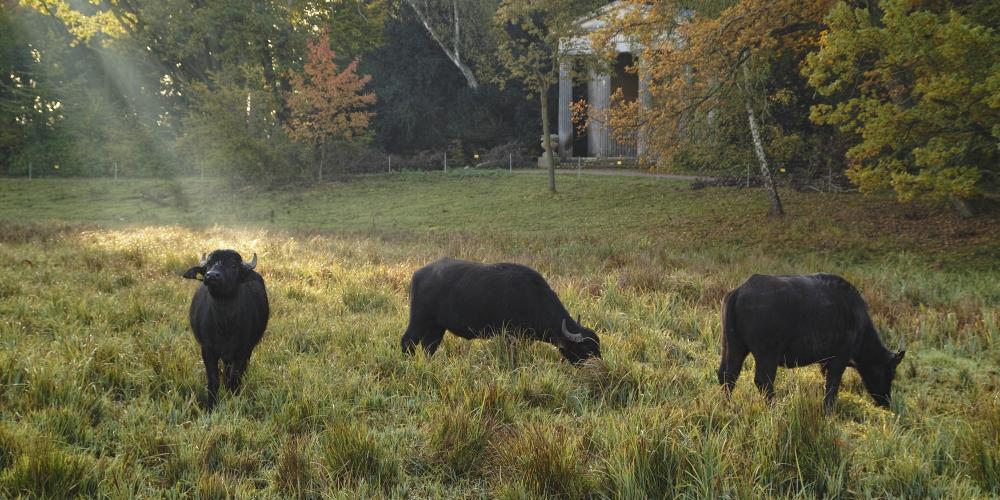 Every year, water buffalo graze on Peacock Island – © H.Bach/SPSG