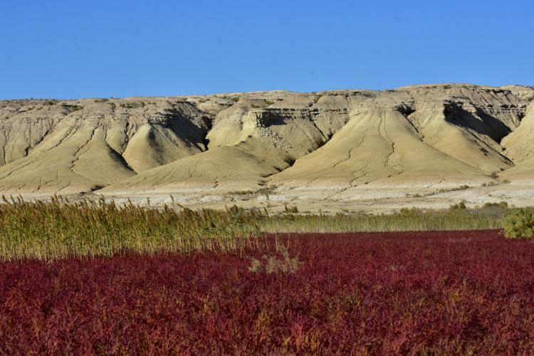 Wetlands Salicornia in front of slide rocks – © M. Gritsina