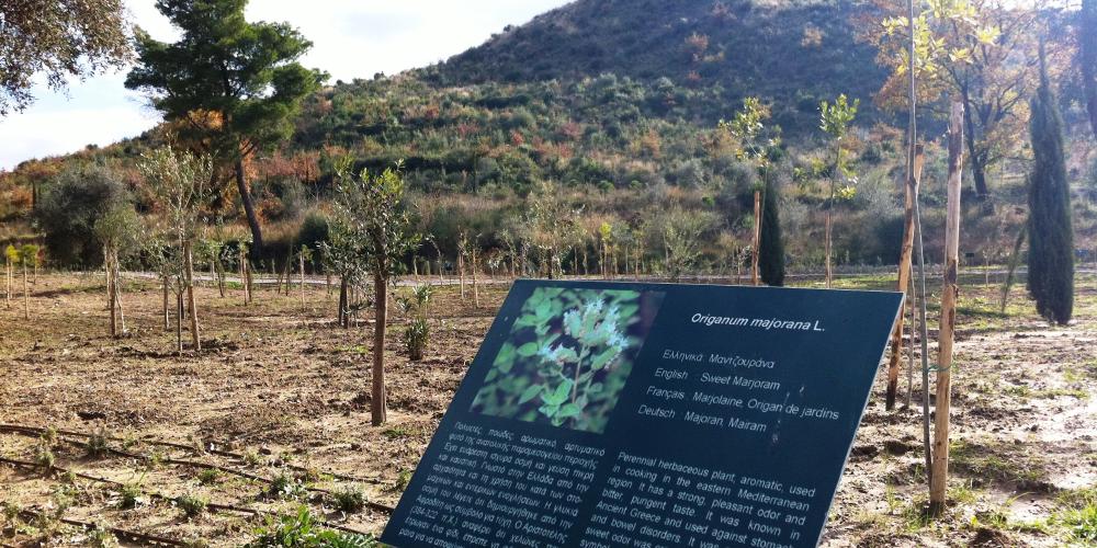Informative panels can be found for every plant species in the Olympic Botanical Garden. – © Hellenic Ministry of Culture and Sports / Ephorate of Antiquities of Ilia