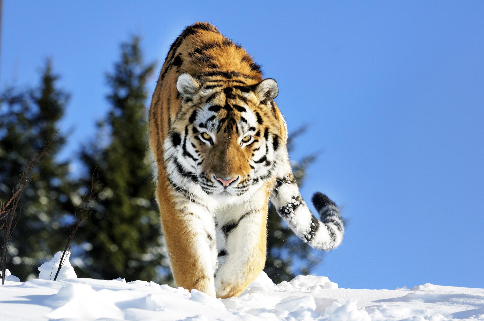 The Siberian tiger is one of the world's largest wild cats and can reach up to 350 kilograms in weight and averages 3 to 4 metres in length. – © Grönklittsgruppen
