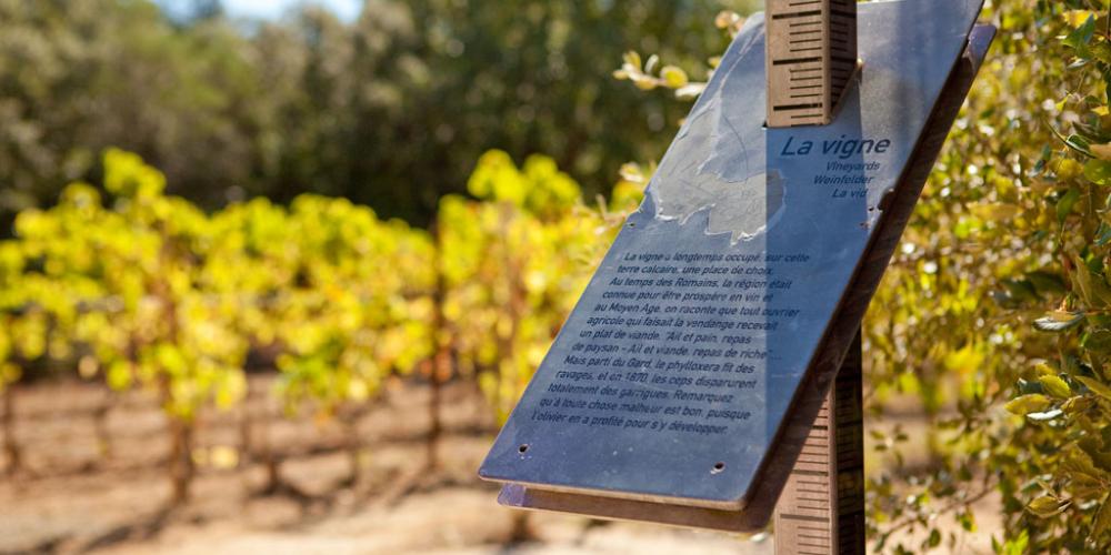 Vignoble de " Mémoires de Garrigue " – © Yann de Fareins / Etablissement Public Pont du Gard Vignoble de " Mémoires de Garrigue " – © Yann de Fareins / Etablissement Public Pont du Gard