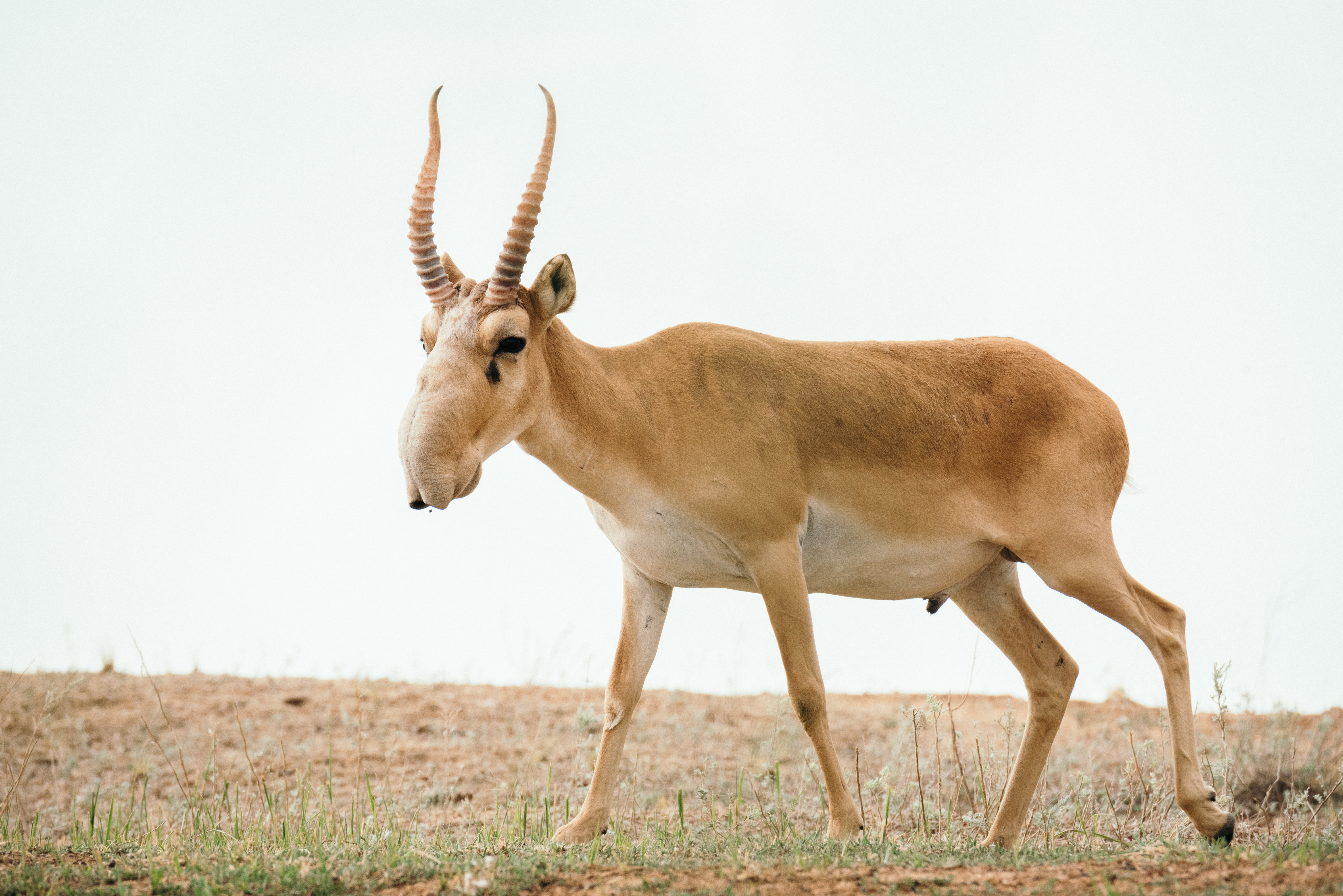 The endangered saiga roaming across the steppe © Nikolai Denisov / Shutterstock