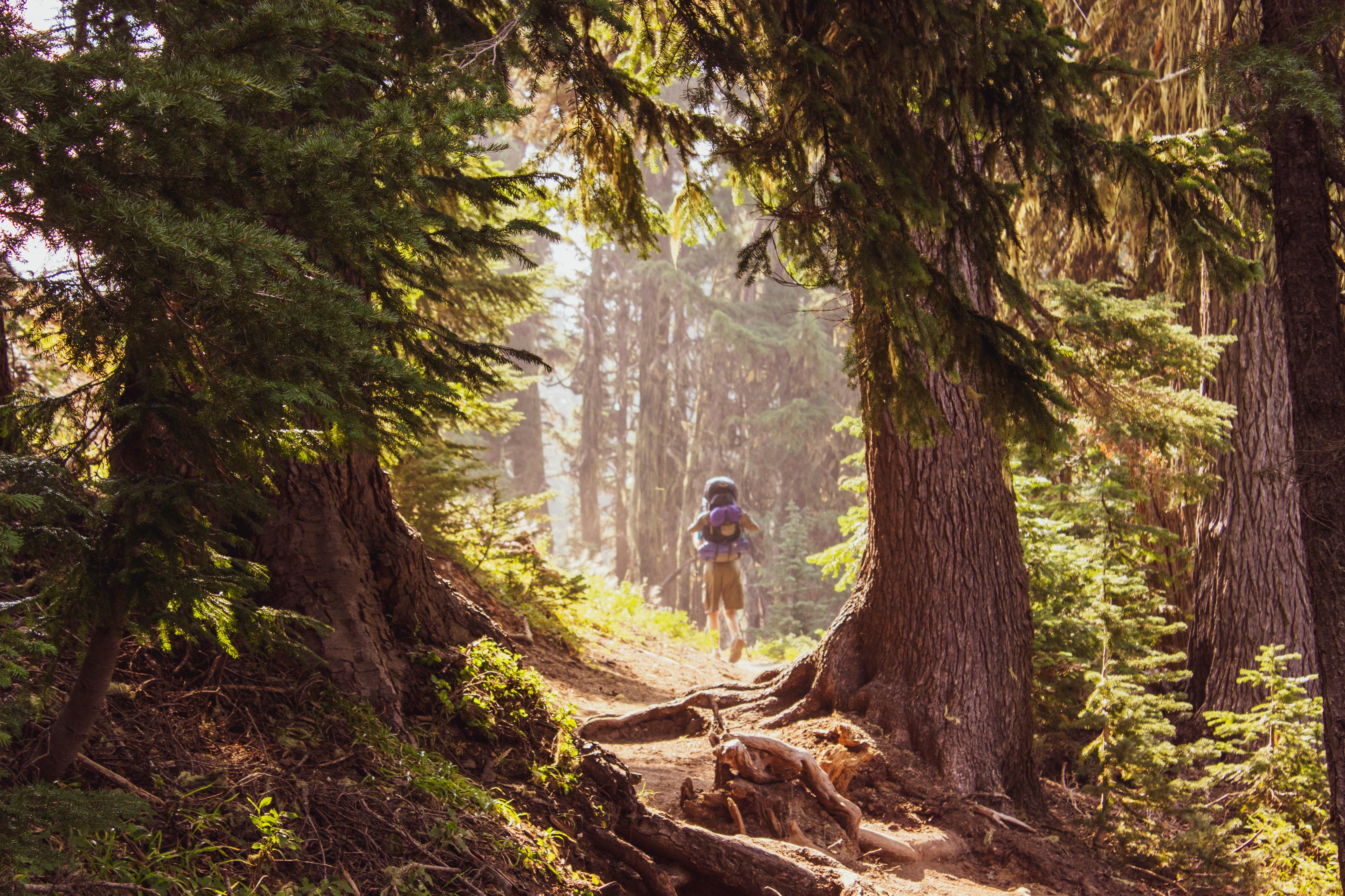The Forest ecosystem is beloved for hiking © Eric Sanman / Pexels