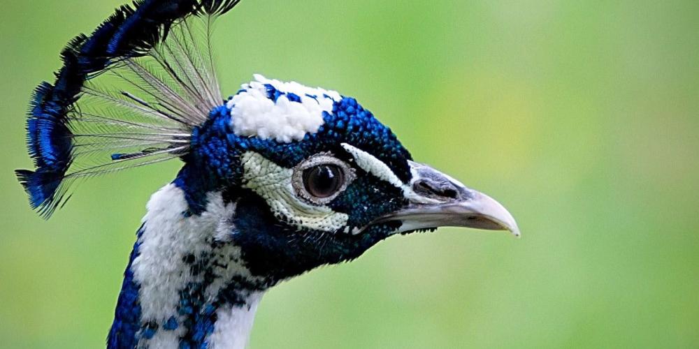 Free-moving peacocks are a typical feature of the Castle Garden. Visitors often find their beautiful and colorful feathers and keep them as souvenirs from the Garden. – © Milan Mikšík