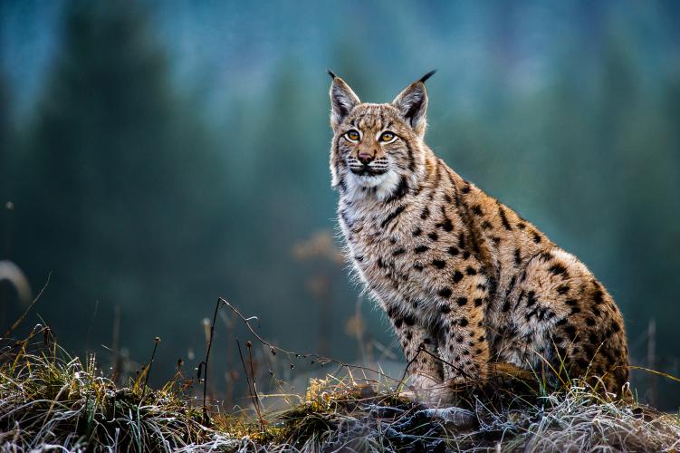 Eurasian Lynx – © Tomas Hulik ARTpoint / Shutterstock