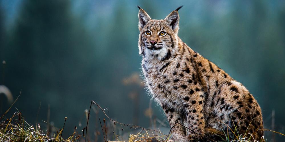 Eurasian Lynx – © Tomas Hulik ARTpoint / Shutterstock Eurasian Lynx – © Tomas Hulik ARTpoint / Shutterstock