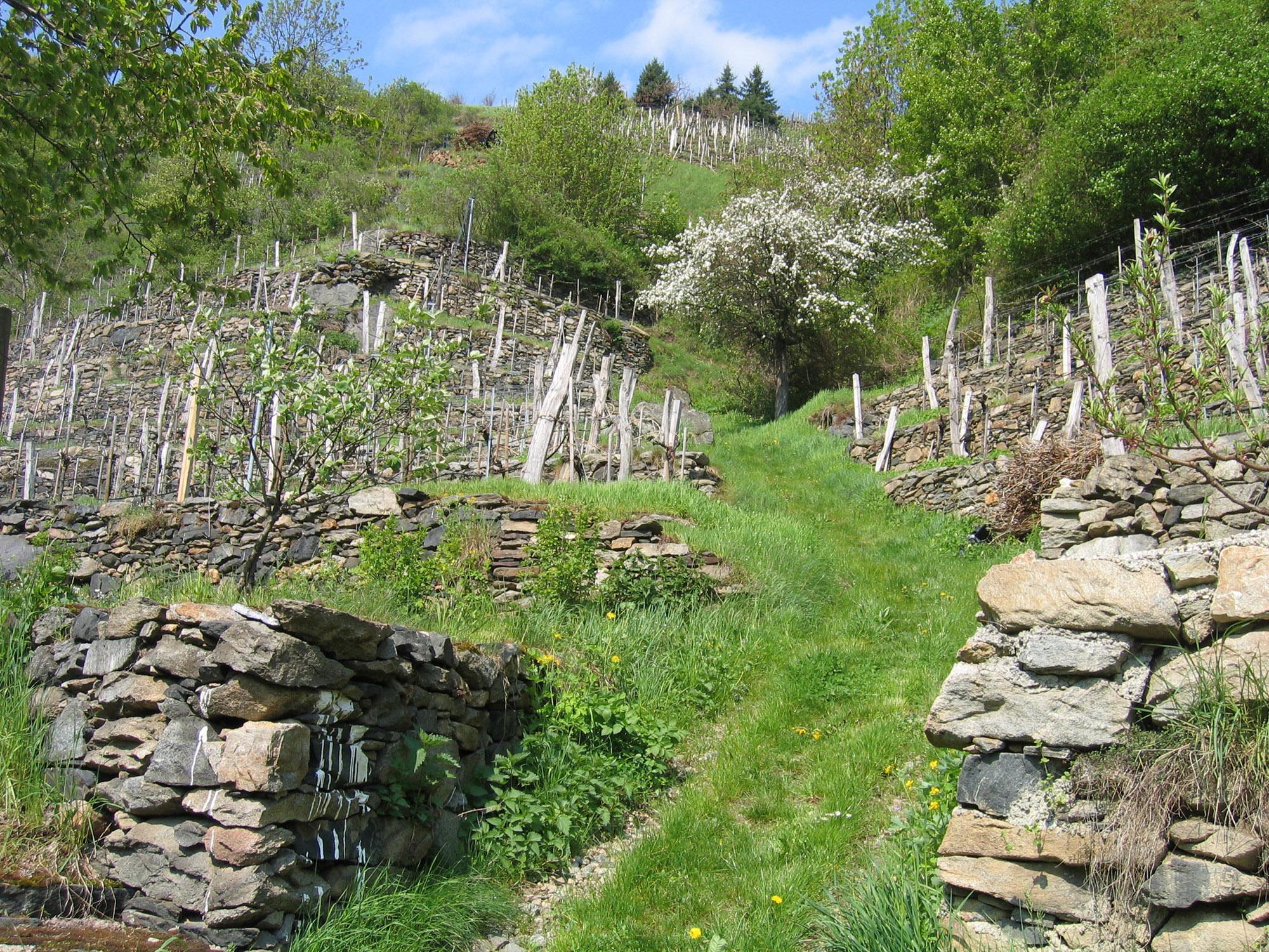 An innovative brand strategy has helped maintain small-scaled wine hills like this one in the Spitzer Graben valley. – © Michael Schimek