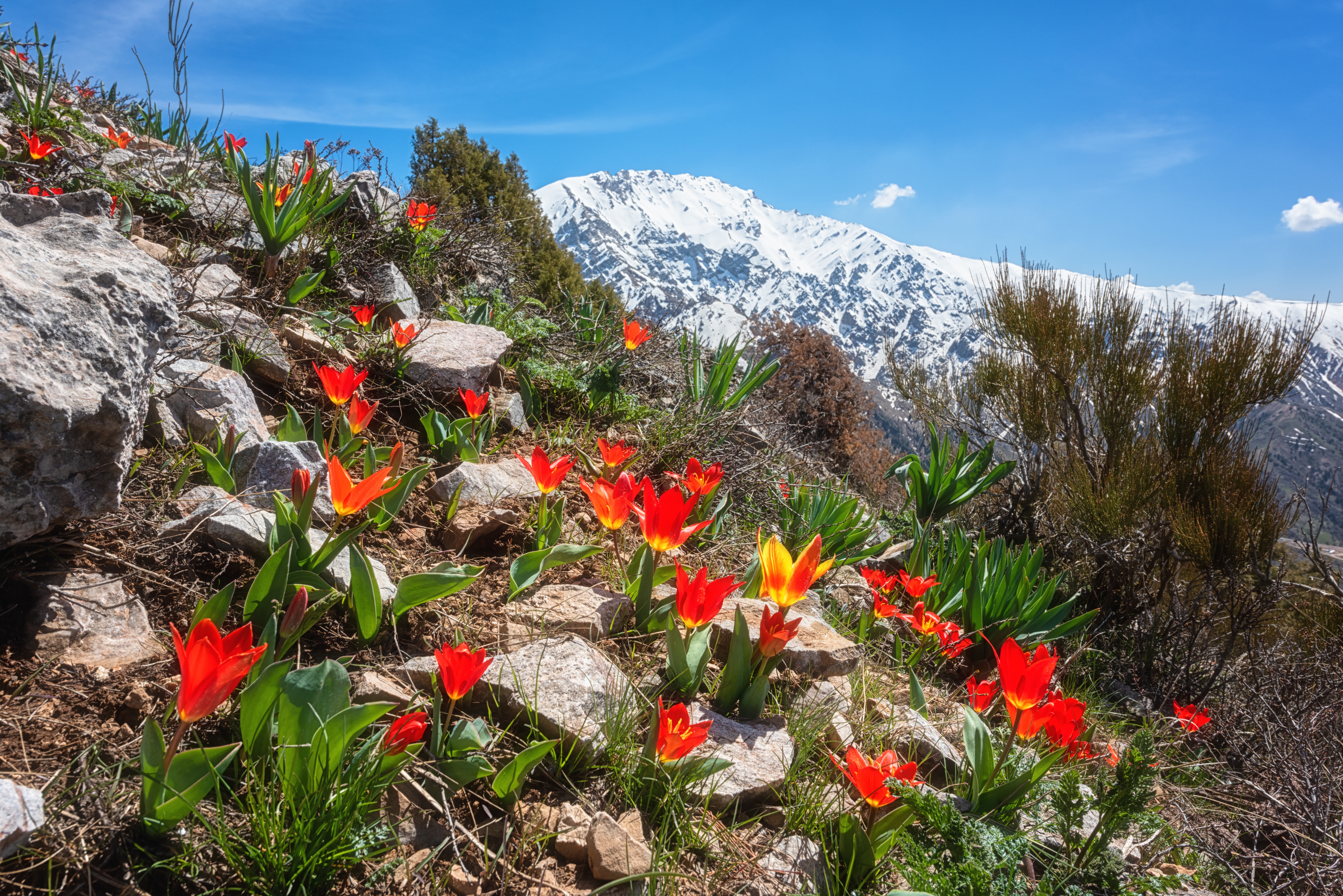 Blossom of wild growing beautiful red tulip flowers in Chimgan mountains in spring with snowy peak of Greater Chimgan and blue sky in the background – © Uhryn Larysa / Shutterstock