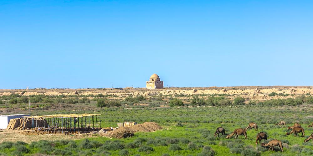 Camels were likely domesticated in Turkmenistan during the Bronze Age. – © AlexelA / Shutterstock Camels were likely domesticated in Turkmenistan during the Bronze Age. – © AlexelA / Shutterstock