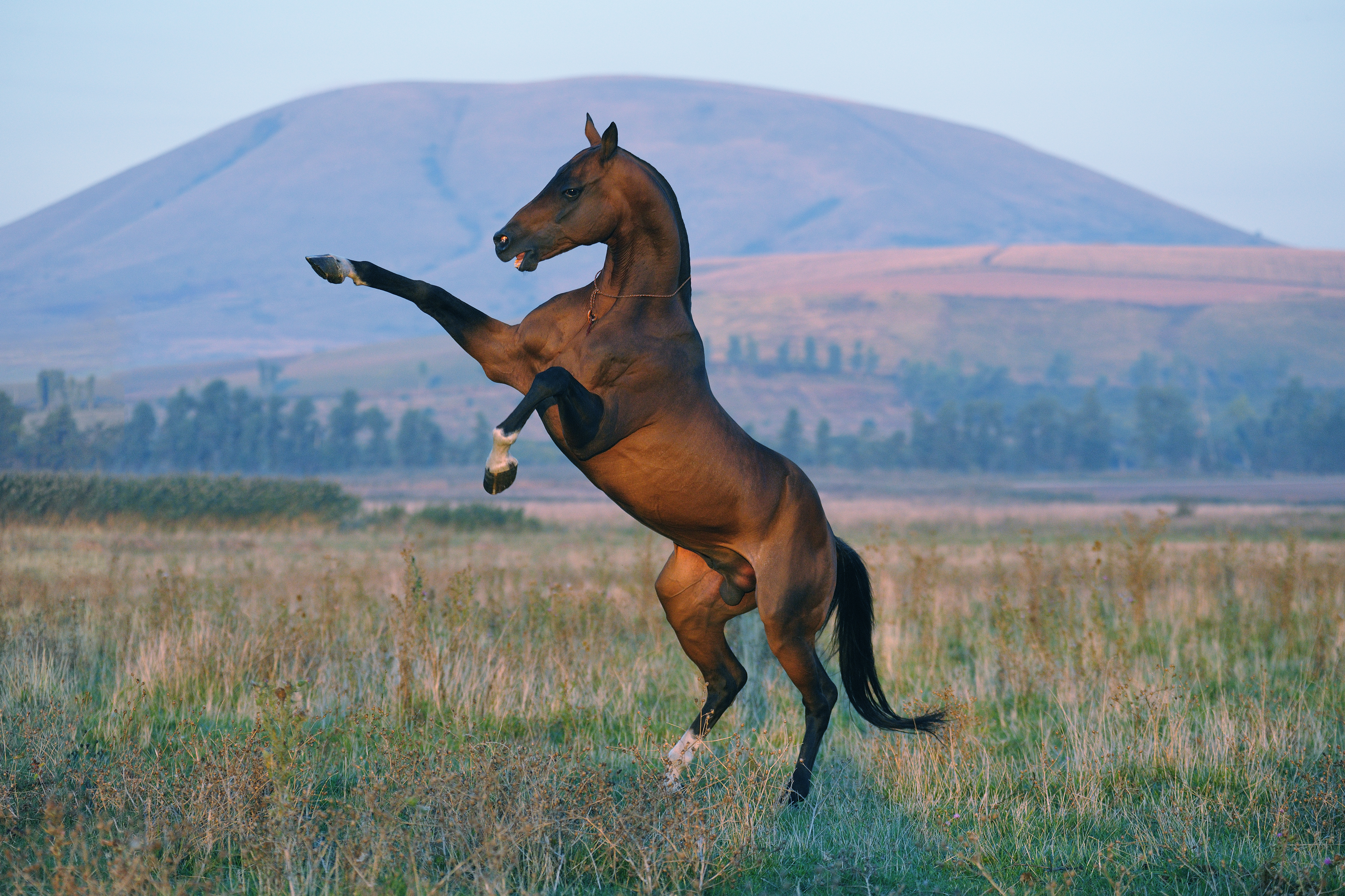 Official breeding of the Akhal-Teke began following the incorporation of Turkmenistan into the Russian Empire in 1881. © arthorse / Shutterstock