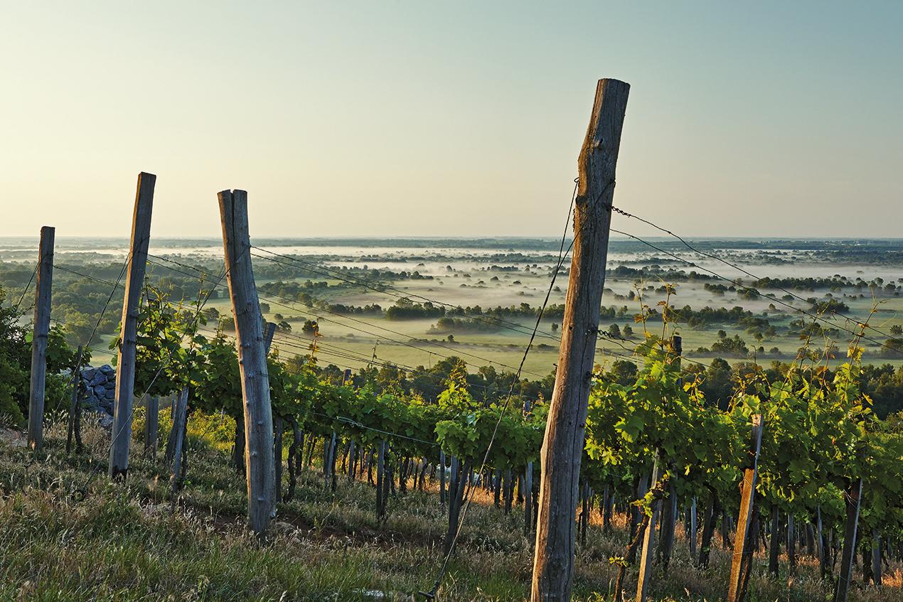 Poklos vineyard offers a spectacular vantage point to take in the glory of the Tokaj Wine Region. – © Ferenc Dancsecs Furmint Photo