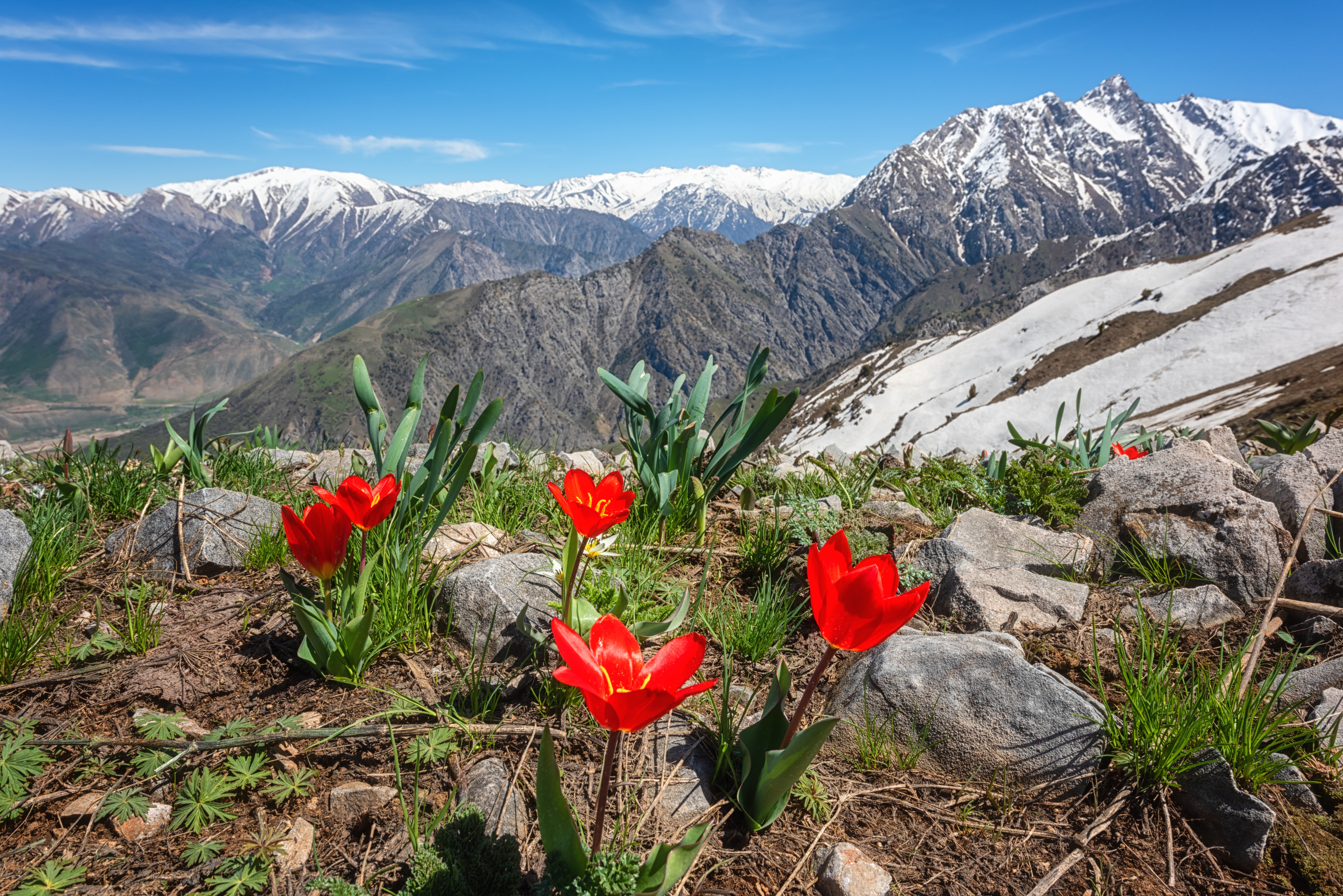 Spring in Ugam-Chatkal National Park © Uhryn Larysa / Shutterstock
