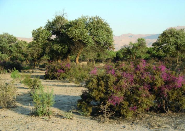 Asiatic poplar tamarix tugay – © A. Butorin