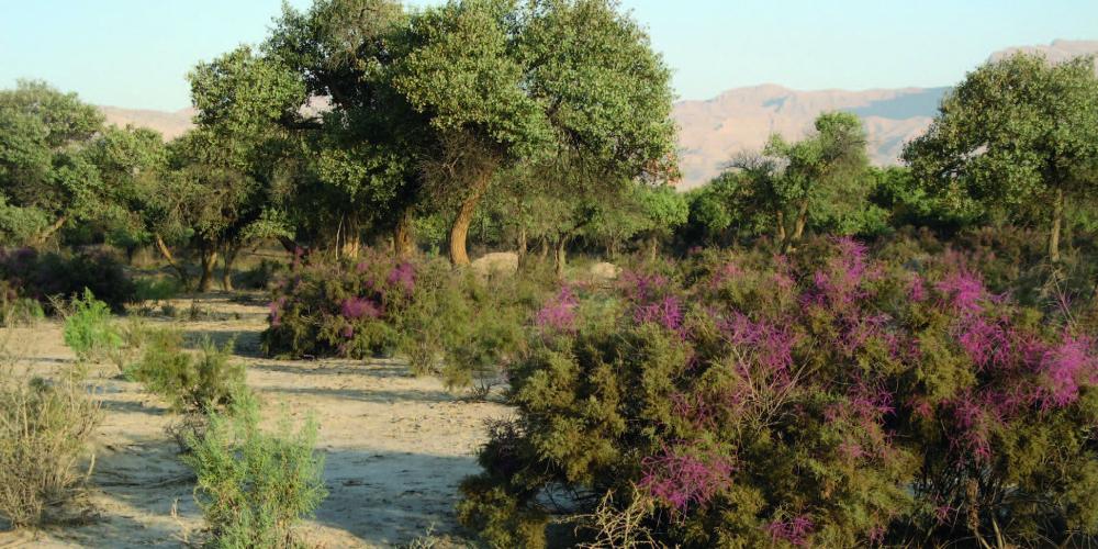 Asiatic poplar tamarix tugay – © A. Butorin Asiatic poplar tamarix tugay – © A. Butorin