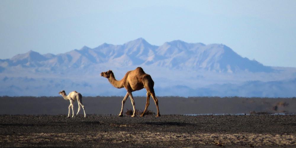 Camels in the desert. – © Mehran Maghsoudi Camels in the desert. – © Mehran Maghsoudi