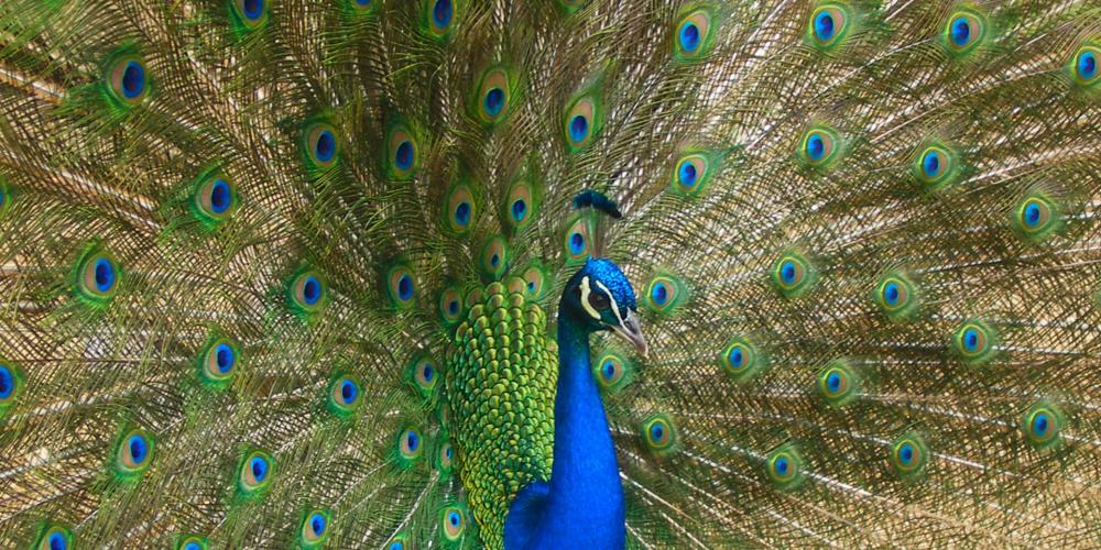 The gardening and architectural design of 67-hectare Peacock Island began at the end of the 18th century under King Frederick William II and his mistress Wilhelmine Encke. Peacock Island is a world-renowned example of garden design. Peacocks brought to the island, originally called “Kaninchenwerder” (Rabbit Island), gave it its name. – © H. Bach / SPSG