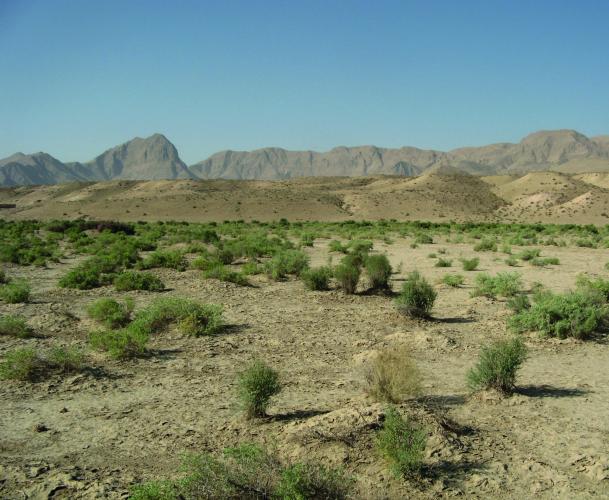 Low-grass semi-savanna in the foothills of Hodja-Kaziyon – © A. Butorin