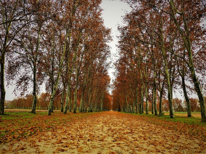 Tree-lined walk on the outskirts of Aranjuez – © Joaquín Álvarez