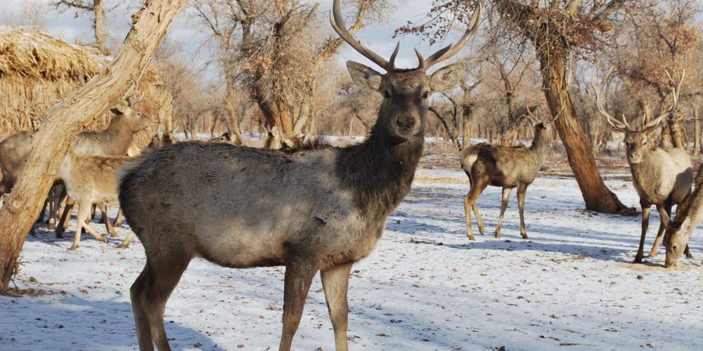 This beautiful part of Uzbekistan is a winter wonderland complete with snow – © Muhayyo Makhmudova