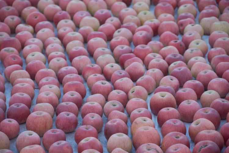 The local fruit, the Annurca apple, reaches maturation in October. – © Emma Taricco