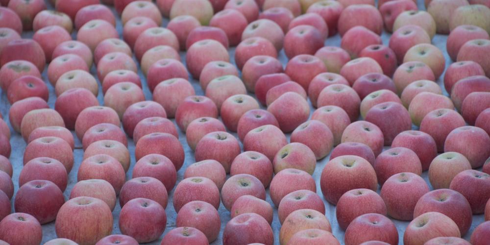 The local fruit, the Annurca apple, reaches maturation in October. – © Emma Taricco The local fruit, the Annurca apple, reaches maturation in October. – © Emma Taricco