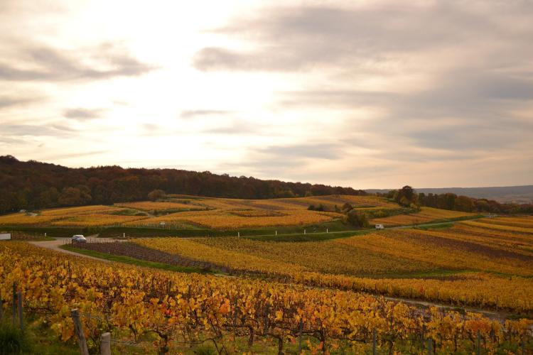 The Champagne tourist routes, bedecked in autumn colors. – © E. Vidal / ADT collection Marne