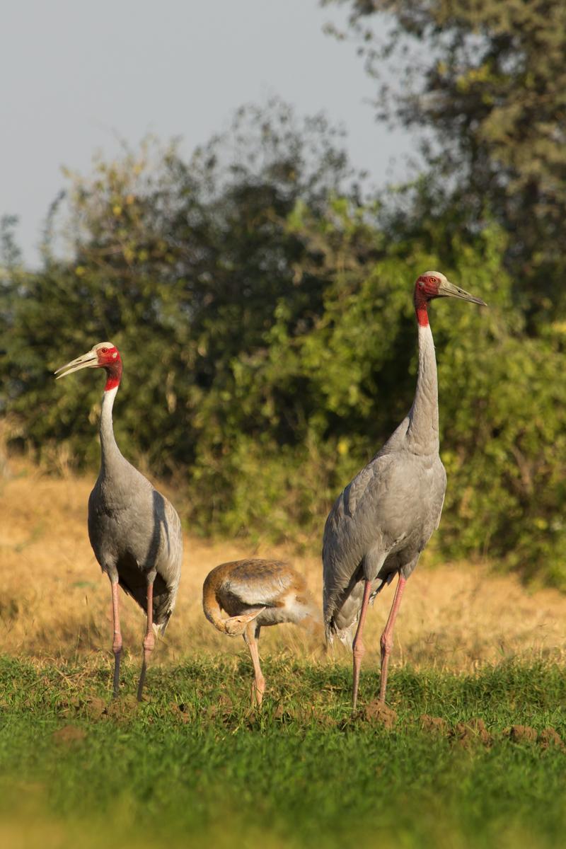 Sarus cranes in an agricultural field with their unfledged chick – © Sumeet Moghe-wikipedia