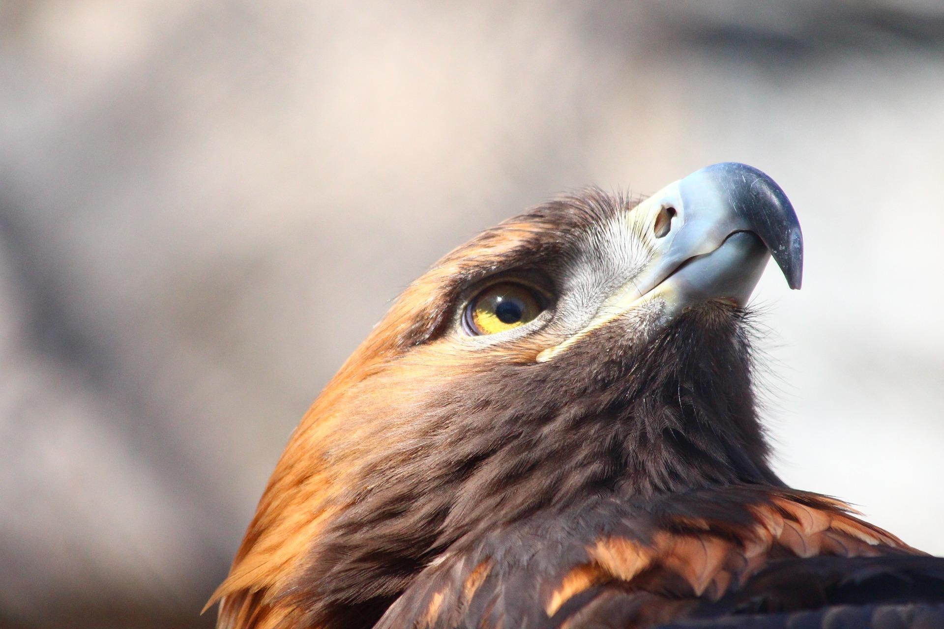 Golden eagle up close © zoosnow / Pixabay