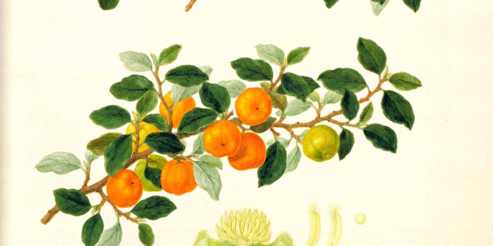 Rainforest tree Petalostigma pubescens, bitter bark as it was drawn by Ferdinand Bauer in 1802 in Australia. Plants were displayed including all the components, including flowers and fruits. – © Paul Martyn Cooper - Images of nature The Bauer Brothers Rainforest tree Petalostigma pubescens, bitter bark as it was drawn by Ferdinand Bauer in 1802 in Australia. Plants were displayed including all the components, including flowers and fruits. – © Paul Martyn Cooper - Images of nature The Bauer Brothers