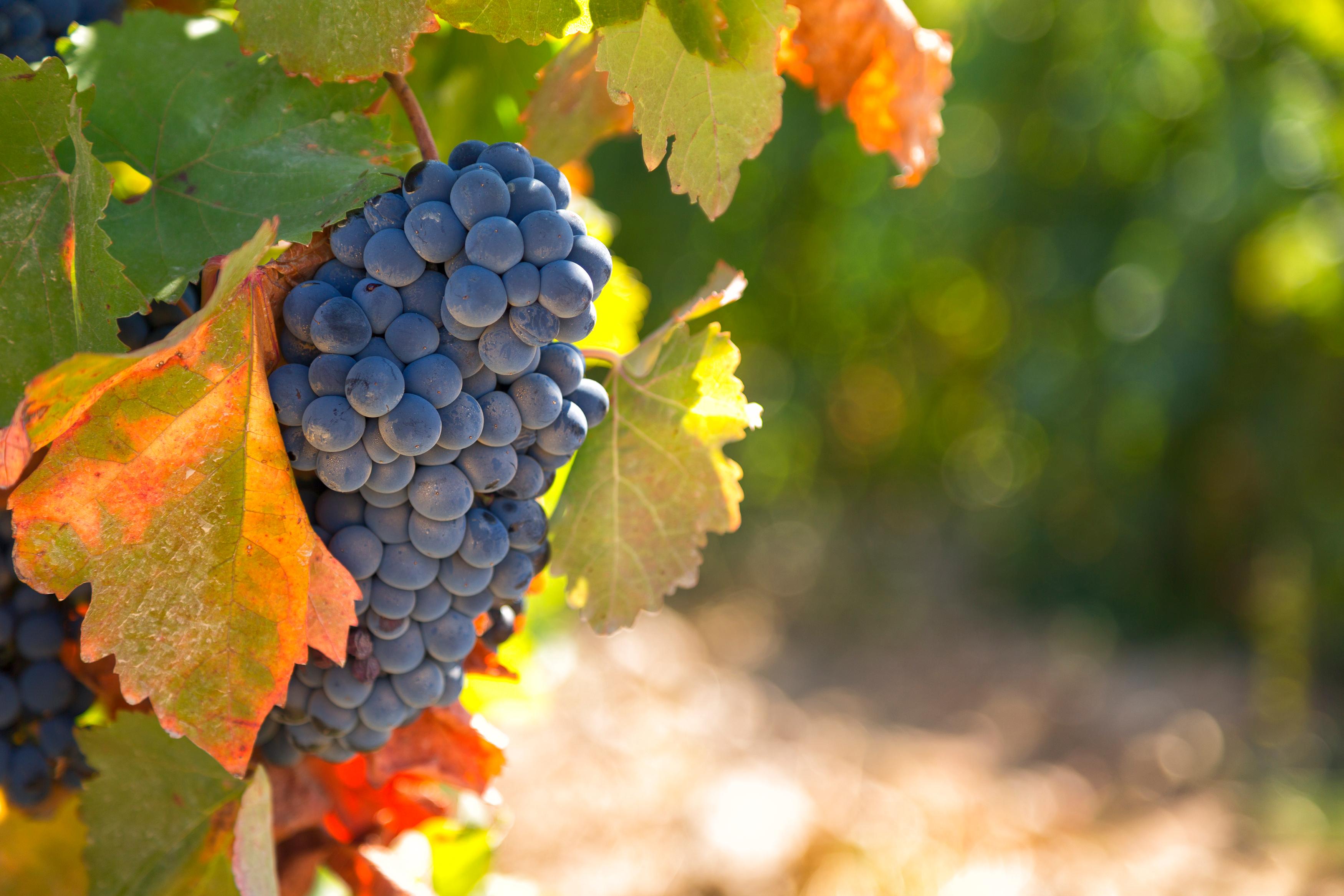 Grapes on the vine in Uzbekistan © Shchipkova Elena / Shutterstock