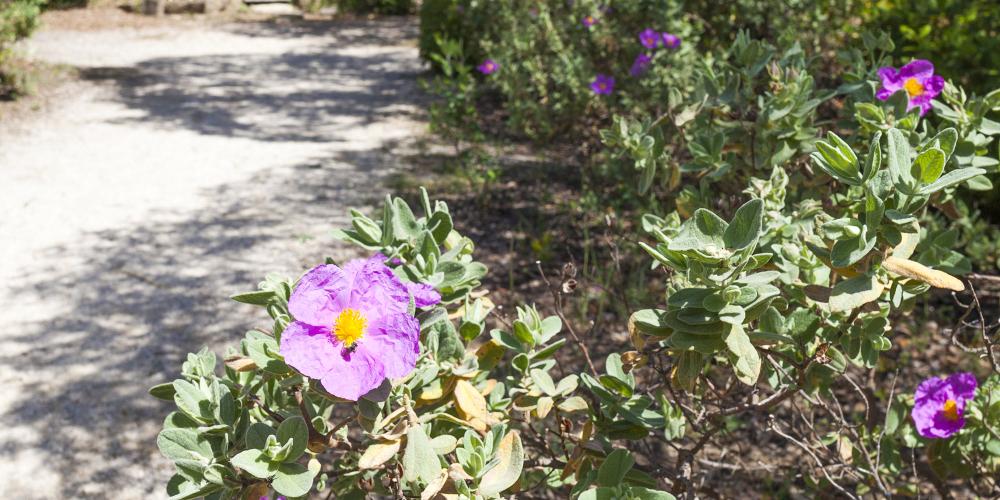 Discover the great variety of plant life along the 1.4 km path of “Mémoires de Garrigue”. – © Aurelio Rodriguez Discover the great variety of plant life along the 1.4 km path of “Mémoires de Garrigue”. – © Aurelio Rodriguez