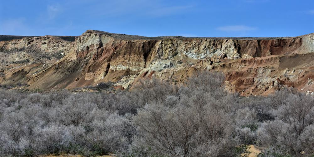 Saxaul in front of cliff wall – © M. Gritsina Saxaul in front of cliff wall – © M. Gritsina