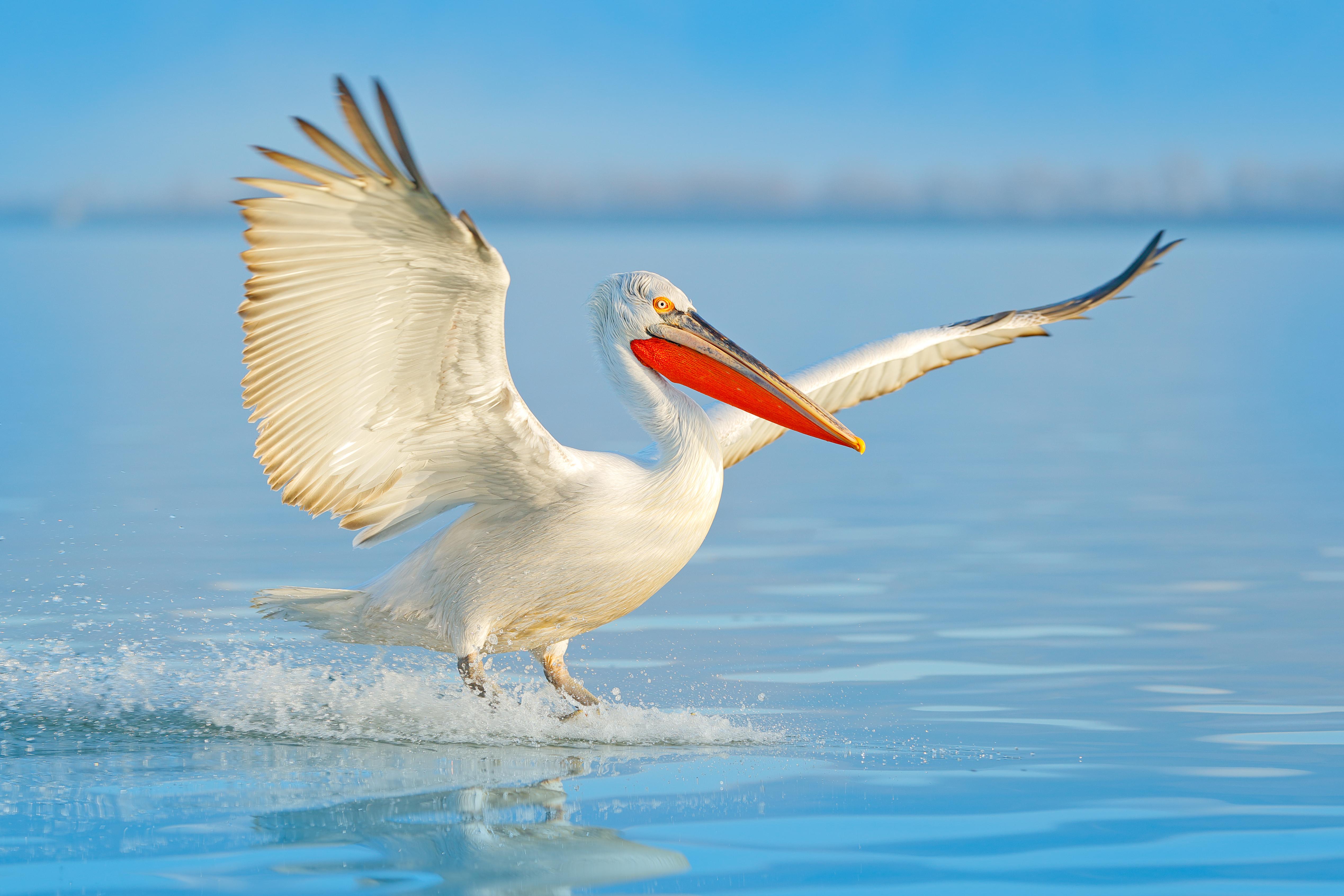 A Dalmatian pelican in flight