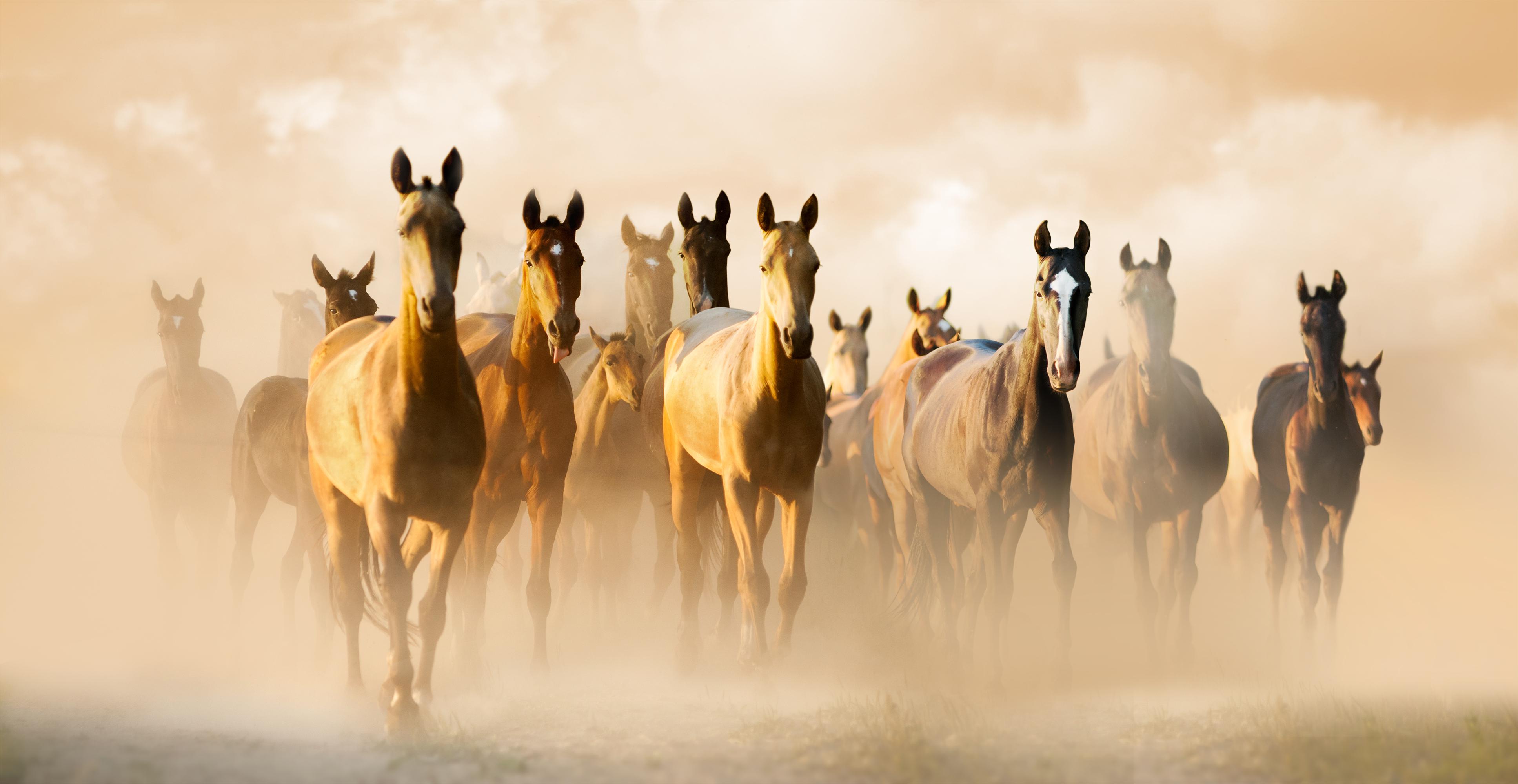 Akhal Take horse breed Ashgabat © Olga_i / Shutterstock