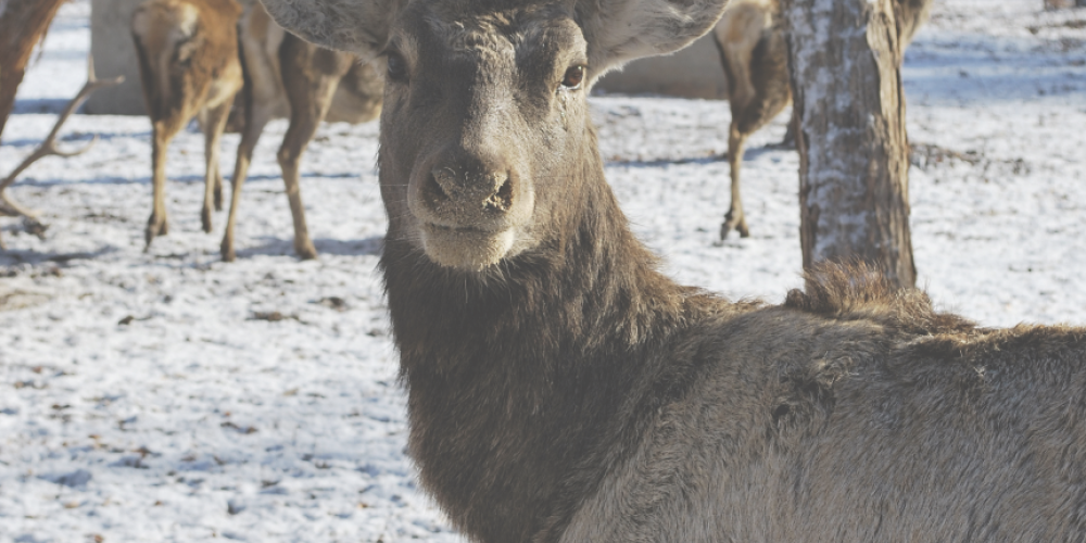 A male Bukhara deer making eye contact with the photographer – © Muhayyo Makhmudova A male Bukhara deer making eye contact with the photographer – © Muhayyo Makhmudova