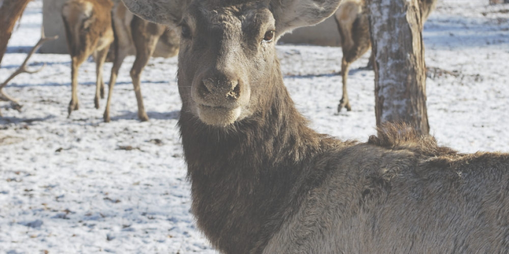 A male Bukhara deer making eye contact with the photographer – © Muhayyo Makhmudova