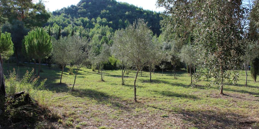Among the flora here, olive trees grow in the Olympic Botanical Garden, behind Kronion Hill. – © Hellenic Ministry of Culture and Sports / Ephorate of Antiquities of Ilia