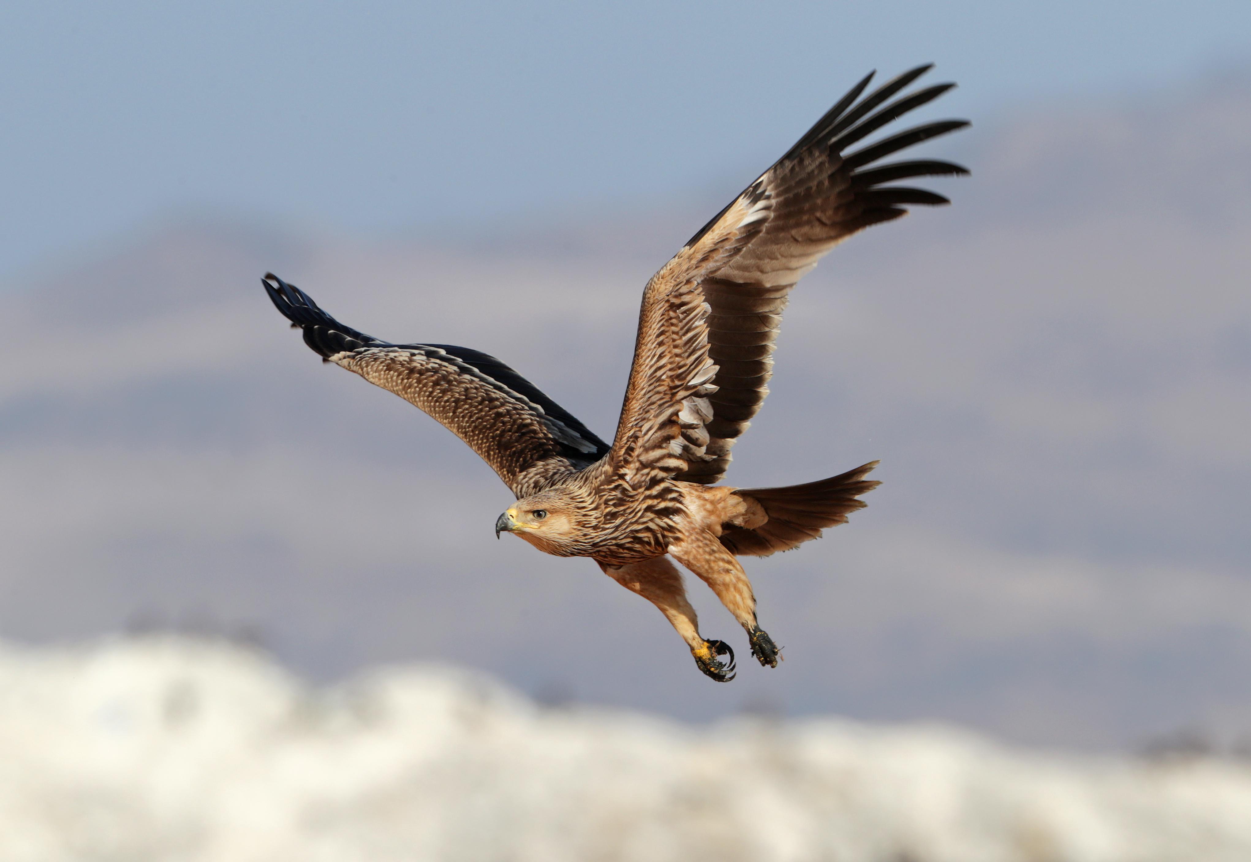 A mighty Eastern Imperial Eagle © Agami Photo Agency / Shutterstock
